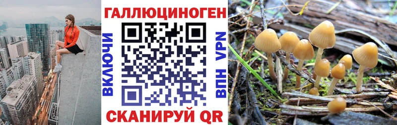 купить наркотики сайты  кракен ССЫЛКА  Псилоцибиновые грибы мицелий  Биробиджан 